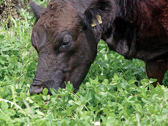 Don't discount the plant-back restrictions listed on the herbicides labels when planting cover crops for forage -- your livestock's health is at stake. (DTN/The Progressive Farmer photo by Barb Anderson)